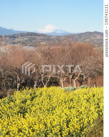 一月,從神奈川縣吾妻山油菜花田眺望富士山。 一月,從神奈川縣吾妻山油菜花田眺望富士山。 136743131