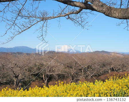 一月,從神奈川縣吾妻山眺望富士山,背景是一片油菜花田。 一月,從神奈川縣吾妻山眺望富士山,背景是一片油菜花田。 136743132