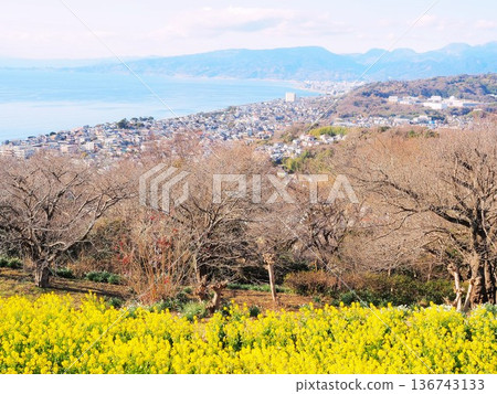 神奈川縣,從東山公園看到的城市景觀,1月 神奈川縣,從東山公園看到的城市景觀,1月 136743133
