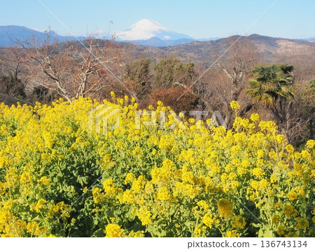 一月,從神奈川縣吾妻山眺望富士山,背景是一片油菜花田。 一月,從神奈川縣吾妻山眺望富士山,背景是一片油菜花田。 136743134