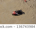 Crabs on the tidal flats 136743984