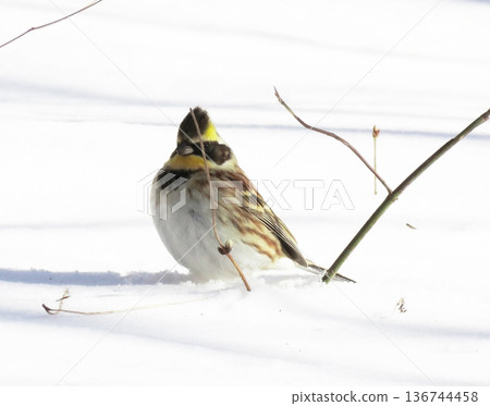 A male mountain bunting in a snowy landscape A male mountain bunting in a snowy landscape 136744458