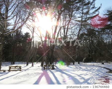 Snow scene with sunlight shining through 2 Snow scene with sunlight shining through 2 136744460