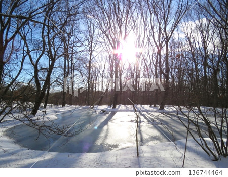 Akagi Nature Park in winter (Water Sparrow Pond) Akagi Nature Park in winter (Water Sparrow Pond) 136744464