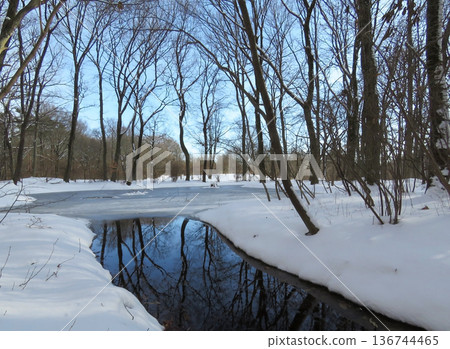 Akagi Nature Park in winter (Water Sparrow Pond 2) Akagi Nature Park in winter (Water Sparrow Pond 2) 136744465