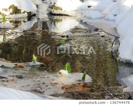 融雪溪和臭菘 136744476