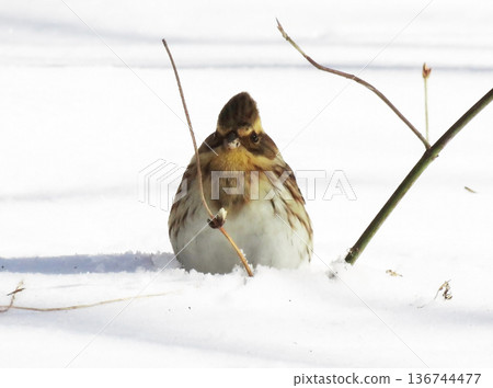 雪景中的一隻雌性山鹀 136744477