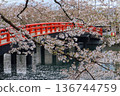 Red bridge and cherry blossoms in full bloom Hirosaki Castle 136744759