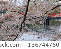 Red bridge and cherry blossoms in full bloom Hirosaki Castle 136744760