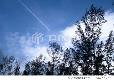 Trees in the sky with clouds background with copy space Trees in the sky with clouds background with copy space 136744762