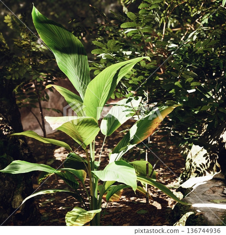 young green plant in shaded garden bed with glossy broad leaves catching dappled sunlight, rich dark soil and surrounding leaf litter, humid undergrowth mood, young green plant in shaded garden bed with glossy broad leaves catching dappled sunlight, rich dark soil and surrounding leaf litter, humid undergrowth mood, 136744936