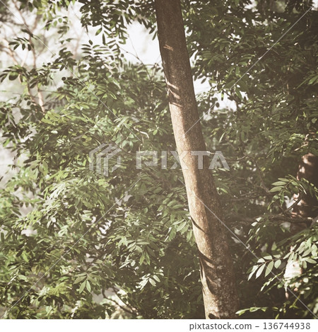 Close up tree trunk with lush leaves and textured bark, dense leafy backdrop, subtle shade and natural detail highlighting growth patterns and organic texture 136744938