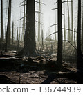 Long shadows across ashen forest floor with scattered charred trunks, pale sunlight carving patterns through skeletal branches, mood of emptiness and subtle 136744939