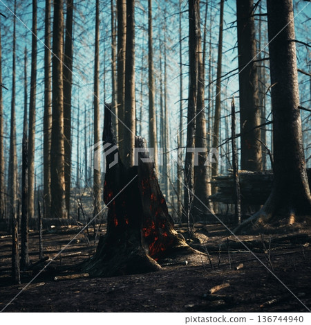charred stump emitting faint ember glow from hollow core, surrounding trunks rise like silhouettes against cold light, eerie atmosphere captured 136744940