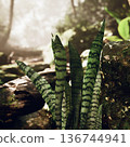 Intimate closeup of sansevieria leaf pattern, sharp foreground leaves with banded stripes, blurred forest path backdrop, soft afternoon glow, vertical 136744941