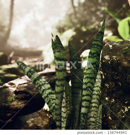 Intimate closeup of sansevieria leaf pattern, sharp foreground leaves with banded stripes, blurred forest path backdrop, soft afternoon glow, vertical Intimate closeup of sansevieria leaf pattern, sharp foreground leaves with banded stripes, blurred forest path backdrop, soft afternoon glow, vertical 136744941