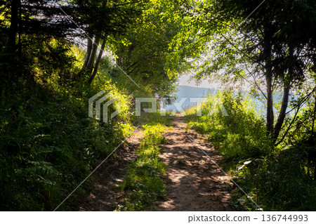Sunlit Forest Path in Lush Green Woodland 136744993