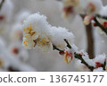 Snow-capped white plum blossoms 136745177