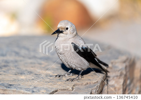 Hight Hiroshi Glass 136745410