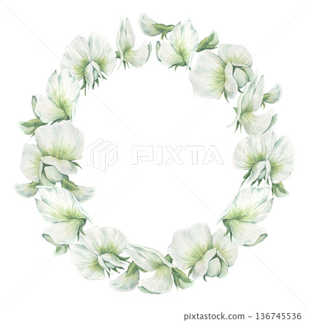 Round and lush wreath frame with of white flowers of garden peas. Hand-drawn watercolor illustration isolated on white background. Perfect for postcards, invitations, wedding polygraph, table textile Round and lush wreath frame with of white flowers of garden peas. Hand-drawn watercolor illustration isolated on white background. Perfect for postcards, invitations, wedding polygraph, table textile 136745536