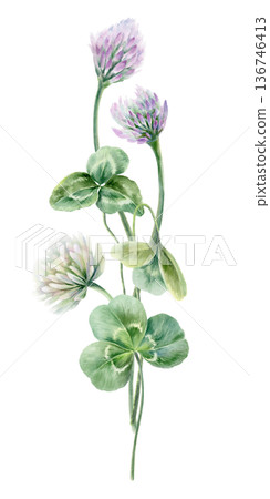 Delicate bouquet of Shamrock leaves,symbol of power in herbal medicine,womens health supplements.Illustration in soft watercolor textures for natural remedy branding,wellness blog,supplement packaging 136746413