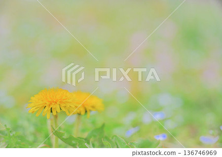 Dandelion and spring flowers background blur Dandelion and spring flowers background blur 136746969