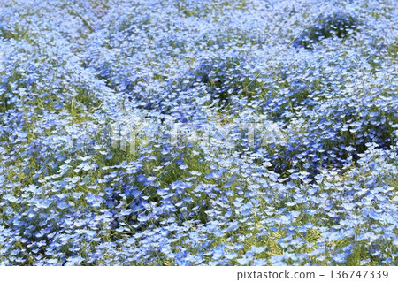 blue nemophila field blue nemophila field 136747339