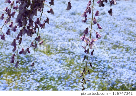 Wisteria and nemophila background Wisteria and nemophila background 136747341