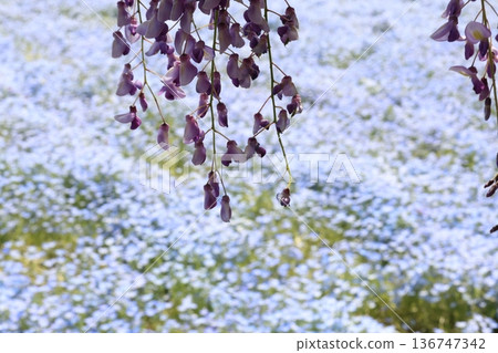Wisteria and nemophila background Wisteria and nemophila background 136747342