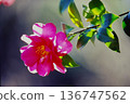 Camellia flowers shining in the backlight Winter natural background material 136747562