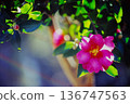 Camellia flowers shining in the backlight and bokeh Winter natural scenery 136747563