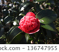 Variant of camellia: Benibokuhan / Benikarako 136747955