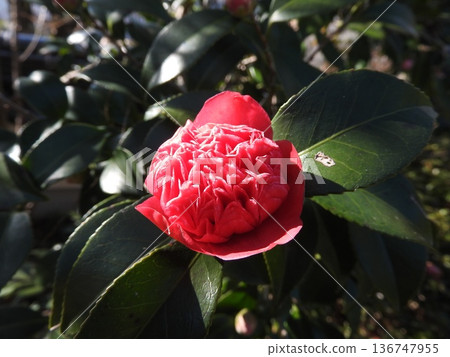 山茶花的變種:Benibokuhan / Benikarako 山茶花的變種:Benibokuhan / Benikarako 136747955