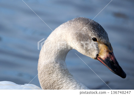 Young Tundra Swan 136748247