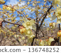 flower of wintersweet 136748252