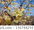 flower of wintersweet 136748254