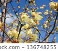 flower of wintersweet 136748255