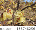flower of wintersweet 136748256