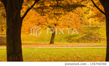 Tree during fall season. 136748398