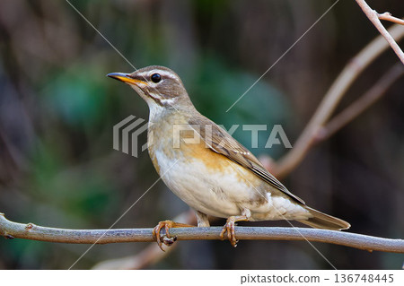 女性 Mamichajinai 136748445