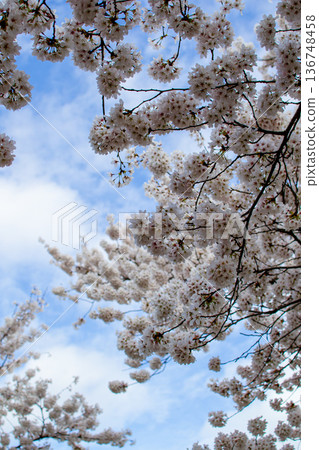 View of cherry blossom branches against a blue sky View of cherry blossom branches against a blue sky 136748458