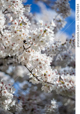 View of a bumblebee sitting on a blossoming sakura branch View of a bumblebee sitting on a blossoming sakura branch 136748464