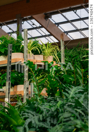 View of various potted flowers on display in a store 136748474