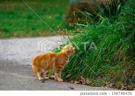 Red kitten walks along the street alone Red kitten walks along the street alone 136748476
