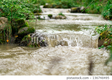 View of the bank of a mountain river covered with greenery. 136748495