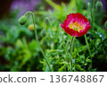 Red poppy (corn poppy) flowers and buds close-up spring nature film photography background material 136748867