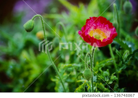 Red poppy (corn poppy) flowers and buds close-up spring nature film photography background material 136748867