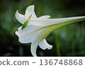 Green grasshopper perched on a white lily flower Natural summer scenery Film photography Background material 136748868