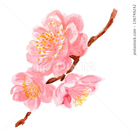 水彩梅花 26219bl7 136749242