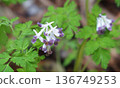 Wildflowers: Corydalis 136749253